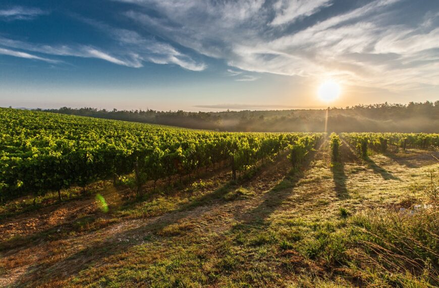 Un mariage au milieu des vignes